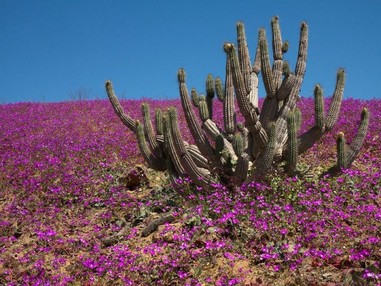 Самая засушливая пустыня планеты покрылась цветами