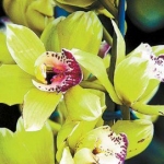 орхидея Шэньчжэнь-Нонгке