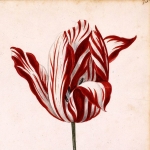 тюльпан Semper Augustus