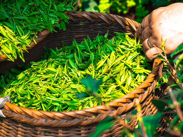 Зеленый чай в домашних условиях: как вырастить и заготовить