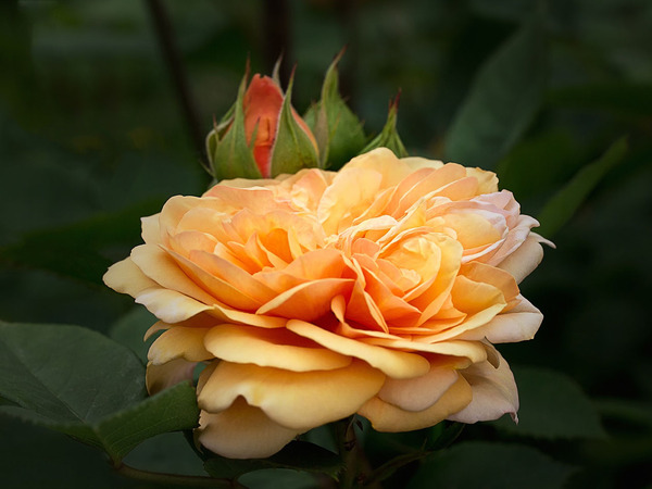 Самые ароматные сорта кустовых роз Дэвида Остина