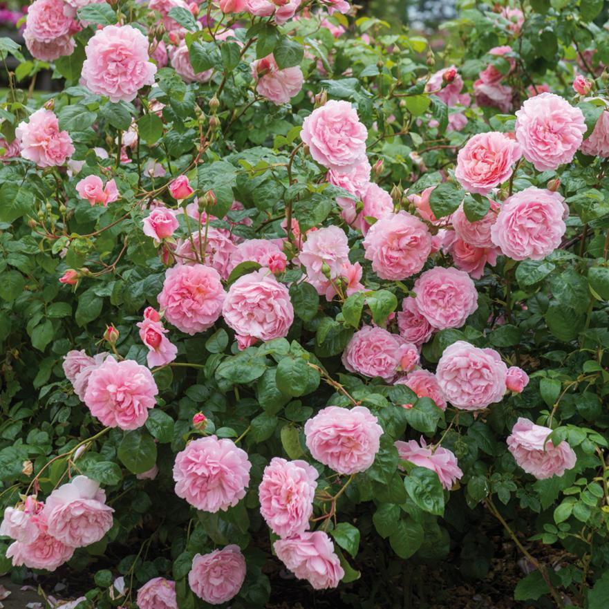 садовая роза Strawberry Hill