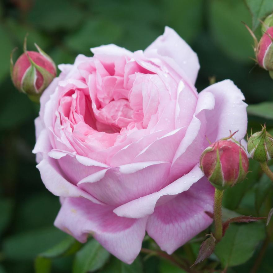 садовая роза Alan Titchmarsh