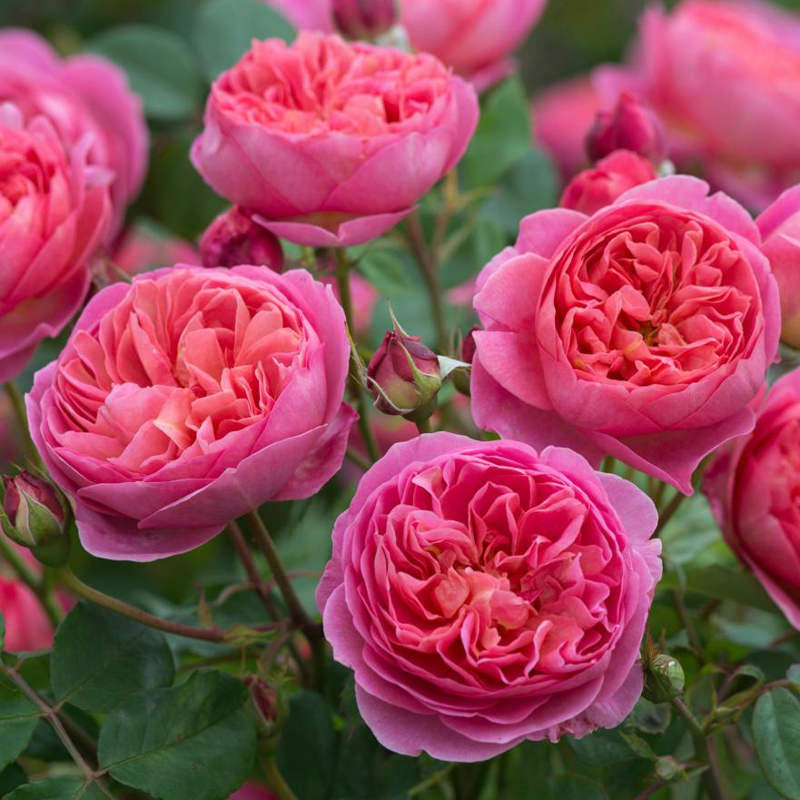 садовая роза Boscobel