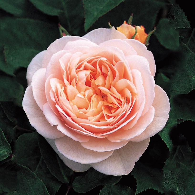 садовая роза Sweet Juliet