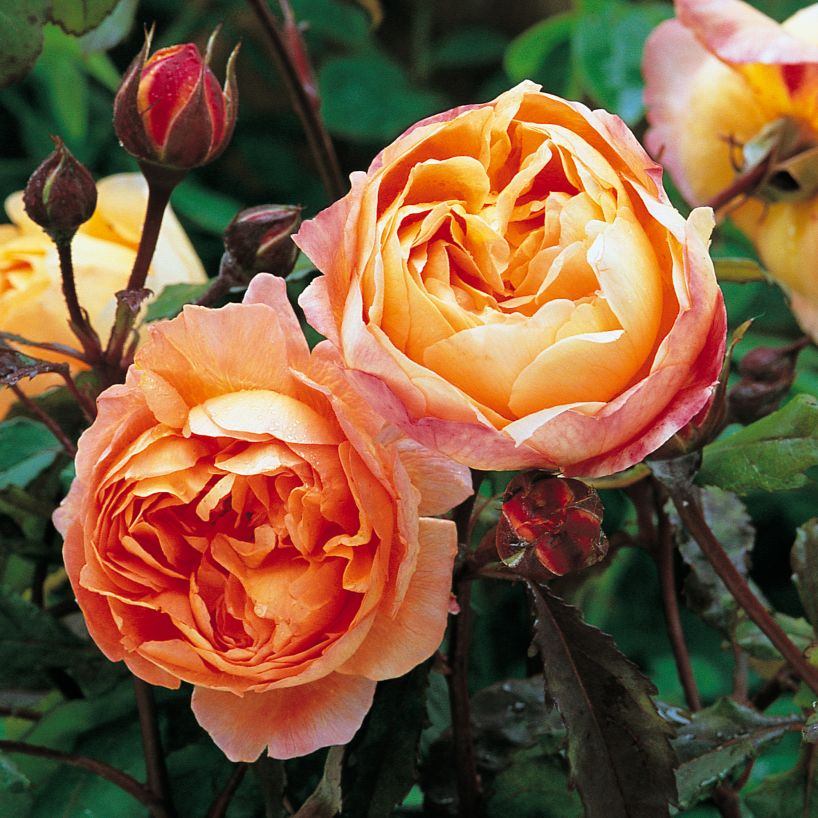 садовая роза Lady Emma Hamilton