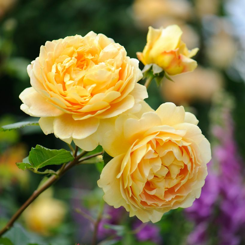 садовая роза Golden Celebration