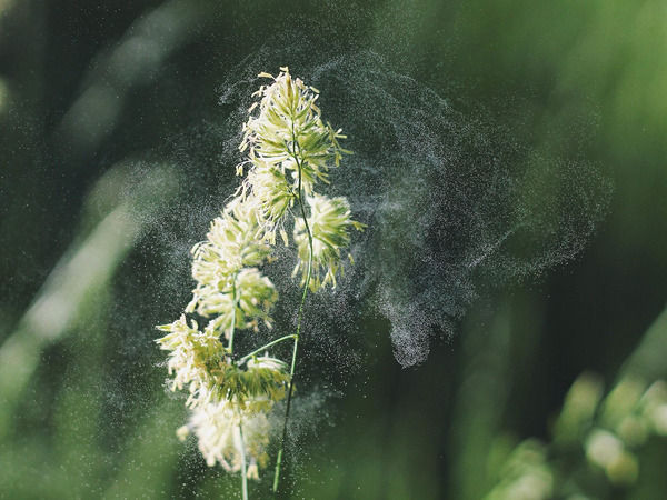 Садоводство и аллергия на пыльцу: как снизить риски?