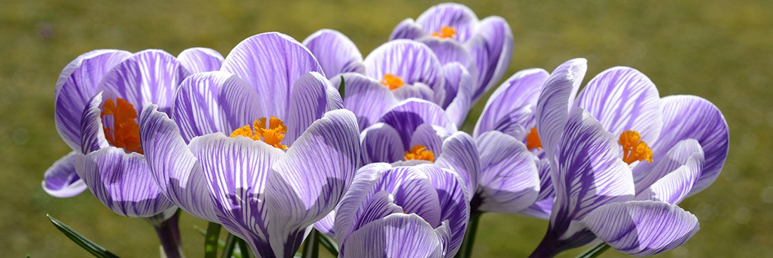 безопасные цветы для аллергика