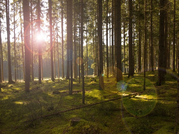 Хвойные леса на защите планеты