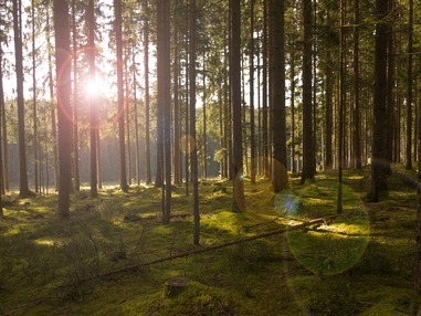 Хвойные леса на защите планеты