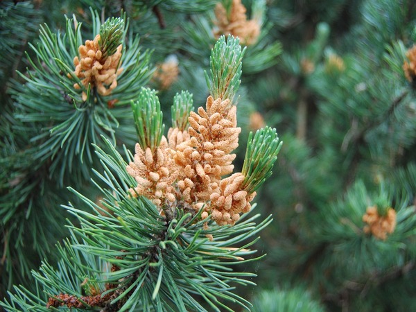 Сосна-долгожитель из Твери может быть признана одним из старейших деревьев в России