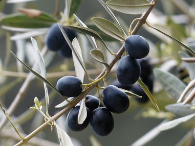 Оливковое масло может стать дефицитным продуктом