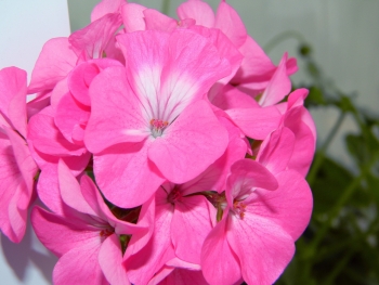 пеларгония Рафаэлла розовая