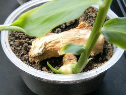 выращивание имбиря из клубня