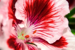 цветение пеларгонии