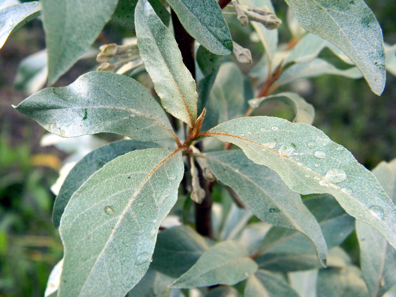 Серебряные кусты дикой маслины окруженные. Лох серебристый (Elaeagnus commutata). Лох серебристый (Elaeagnus argentea). Elaeagnus commutata (лох серебристый) 'Zempin'. Лох узколистный саженец.